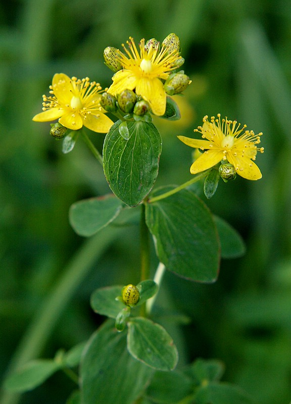 Изображение особи Hypericum maculatum.