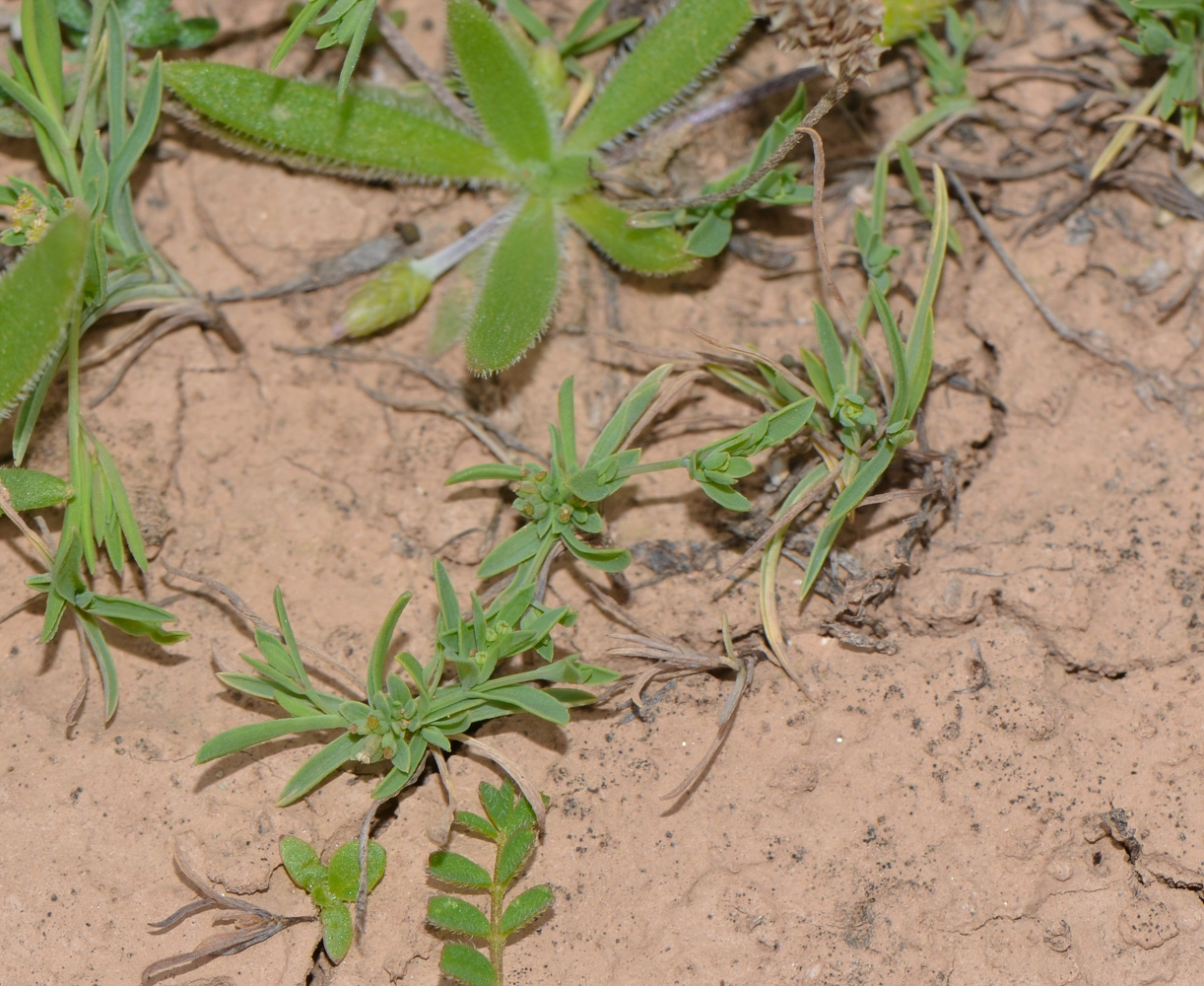 Изображение особи Bupleurum semicompositum.