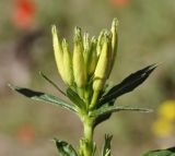 genus Oenothera