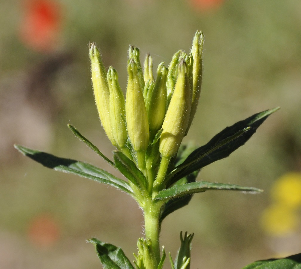 Изображение особи род Oenothera.