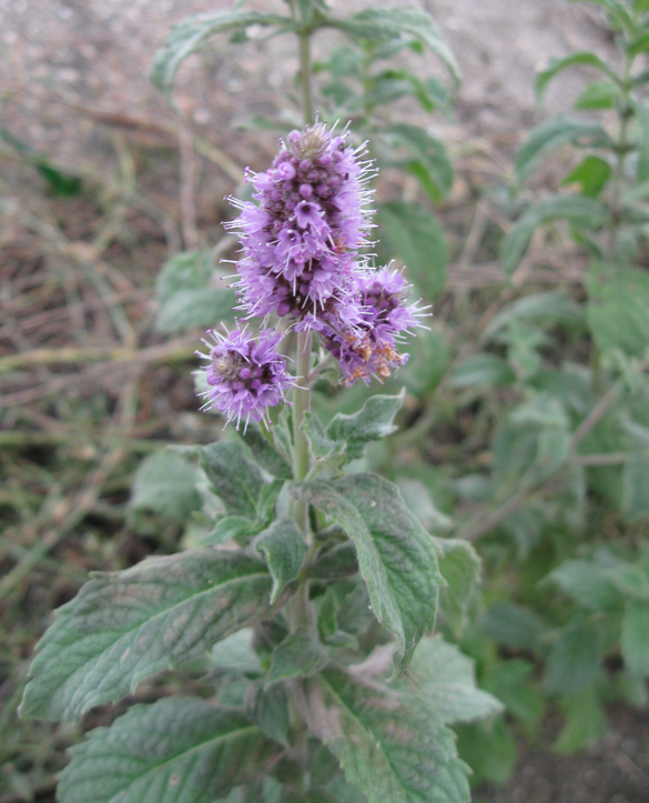 Image of Mentha longifolia specimen.