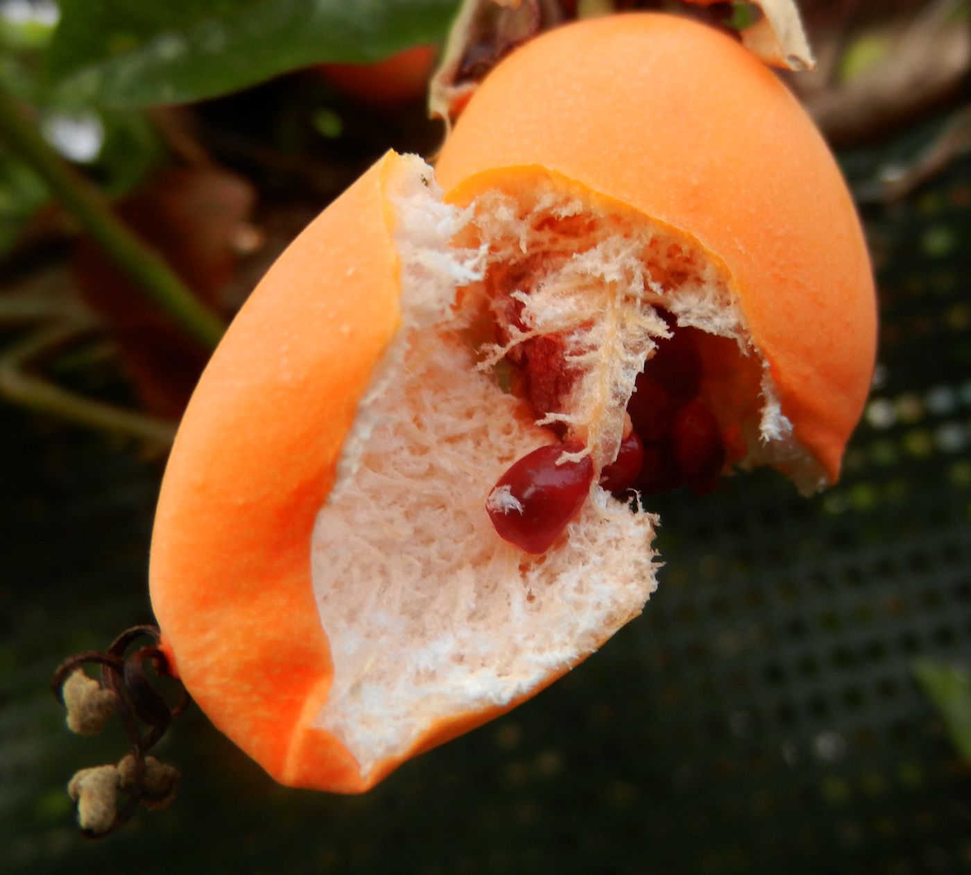 Image of Passiflora caerulea specimen.