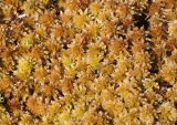 Sphagnum lindbergii