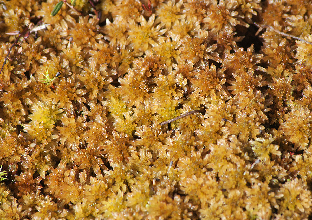 Изображение особи Sphagnum lindbergii.