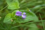 Viola mauritii