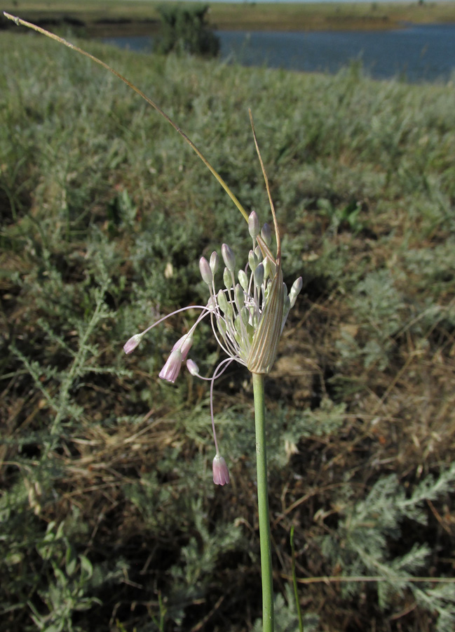 Image of Allium praescissum specimen.