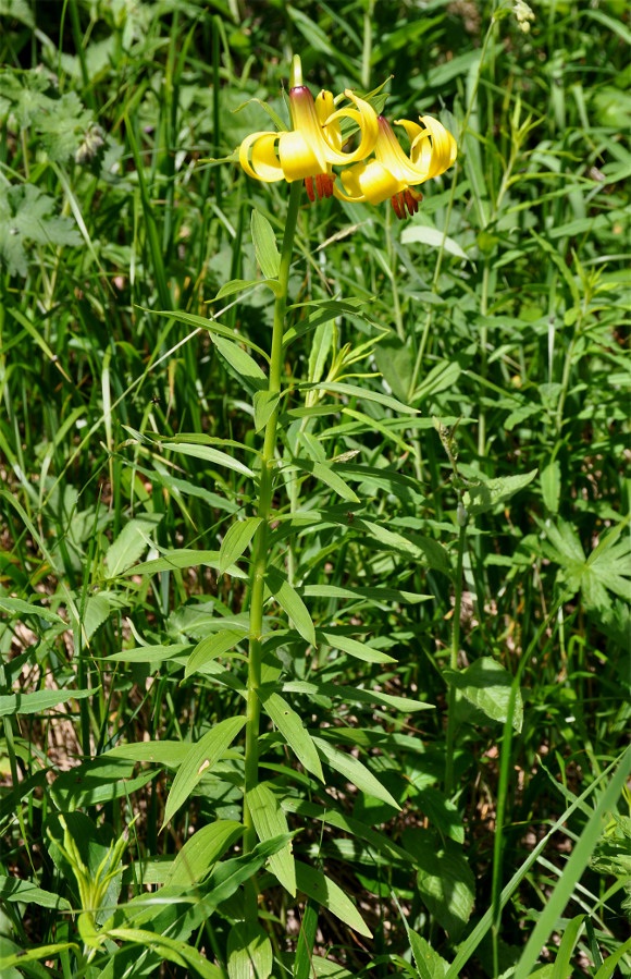 Image of Lilium kesselringianum specimen.