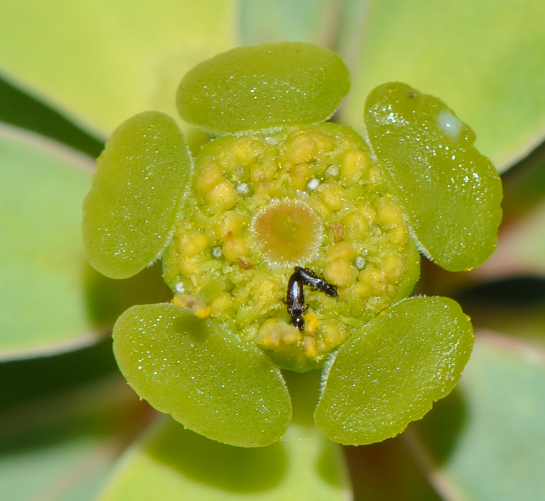 Изображение особи Euphorbia balsamifera.