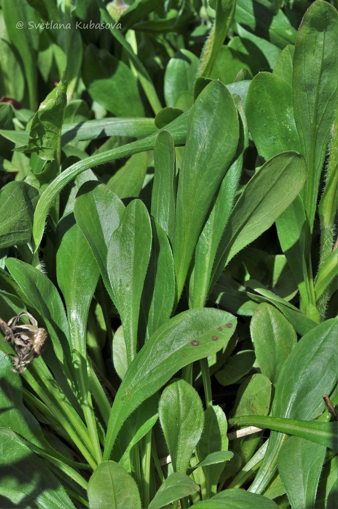 Image of genus Erigeron specimen.