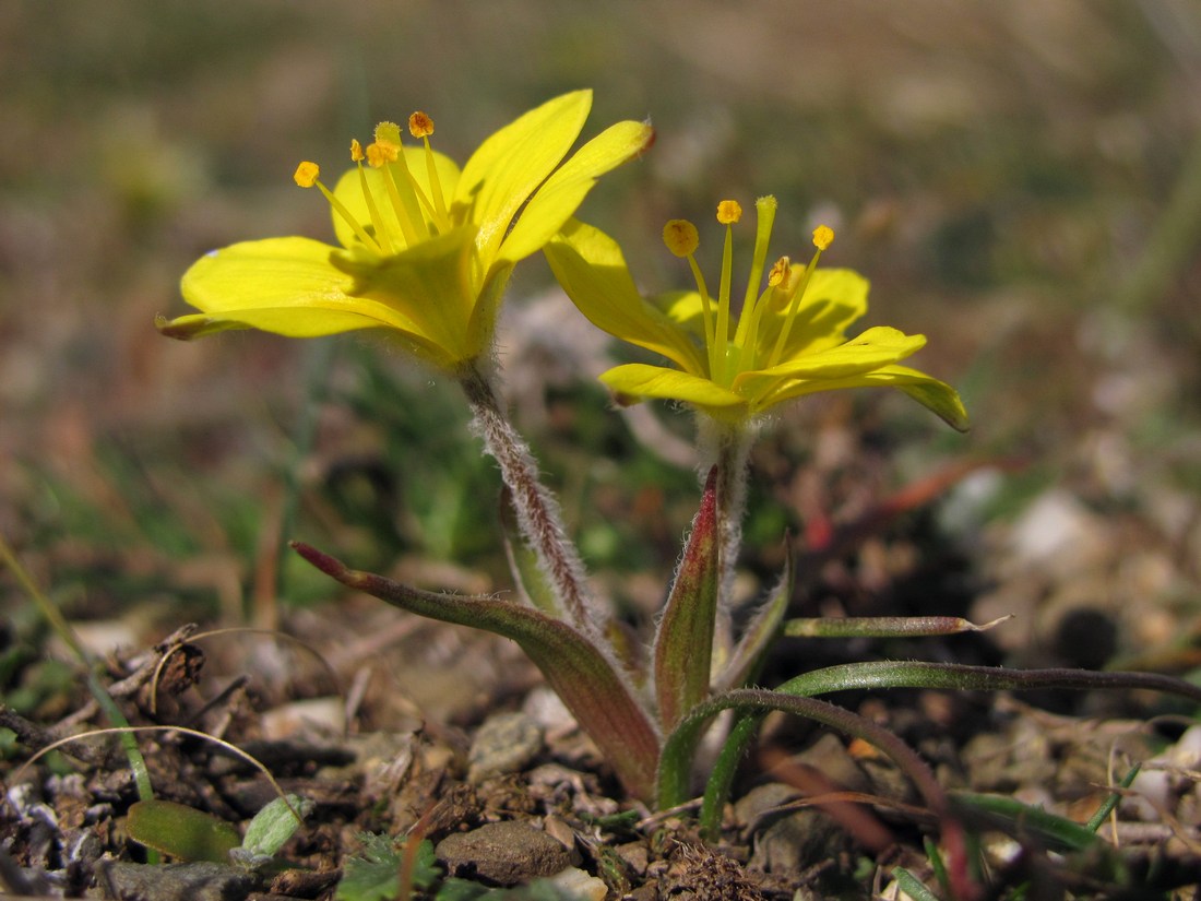 Изображение особи Gagea granatellii.