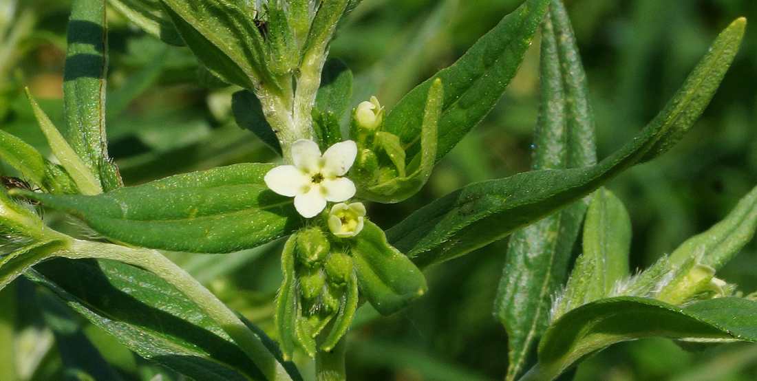 Image of Lithospermum officinale specimen.