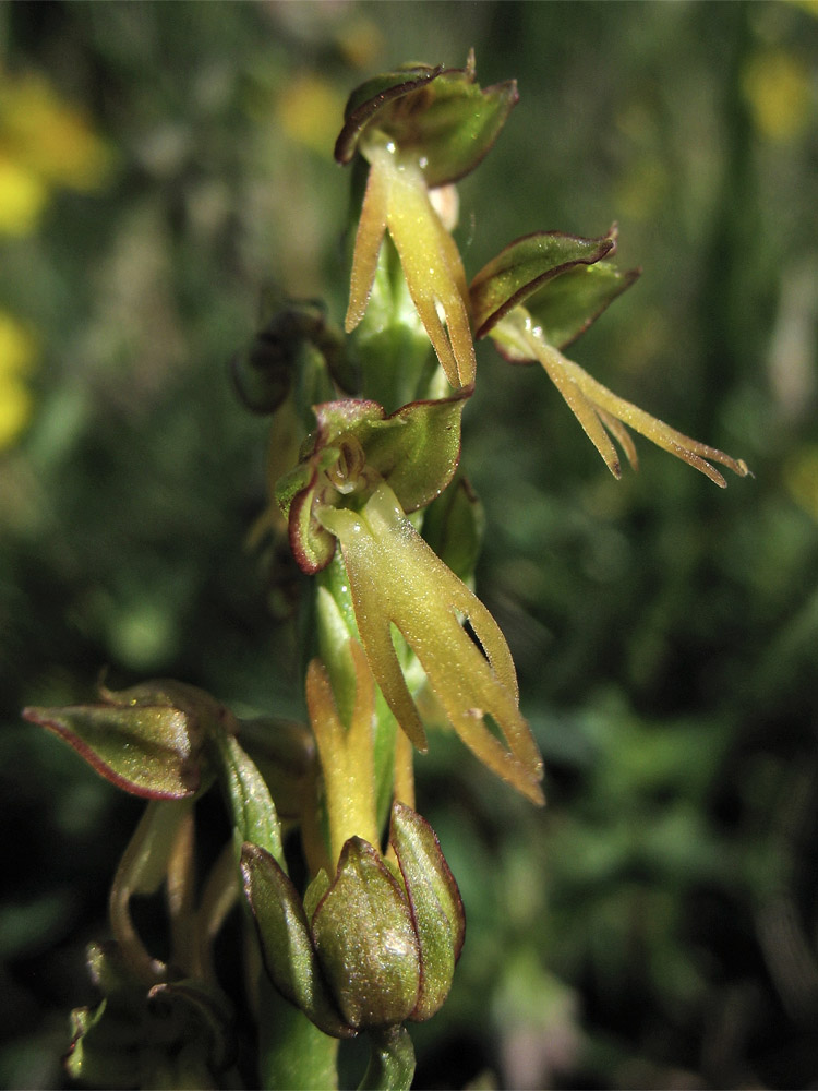 Image of Orchis anthropophora specimen.