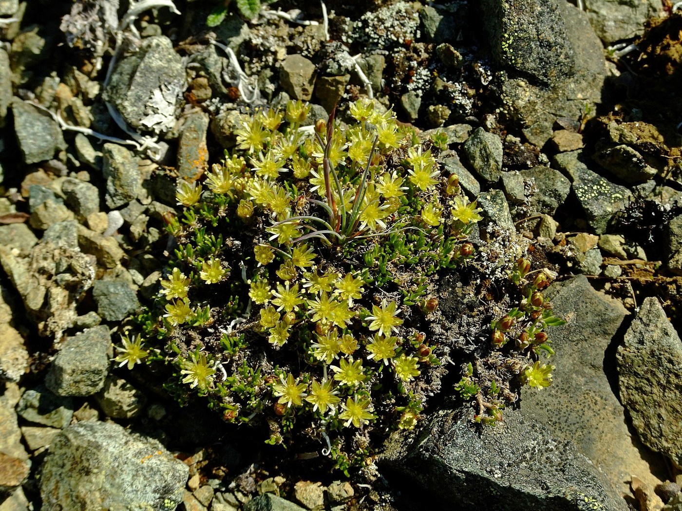 Image of Stellaria sibirica specimen.