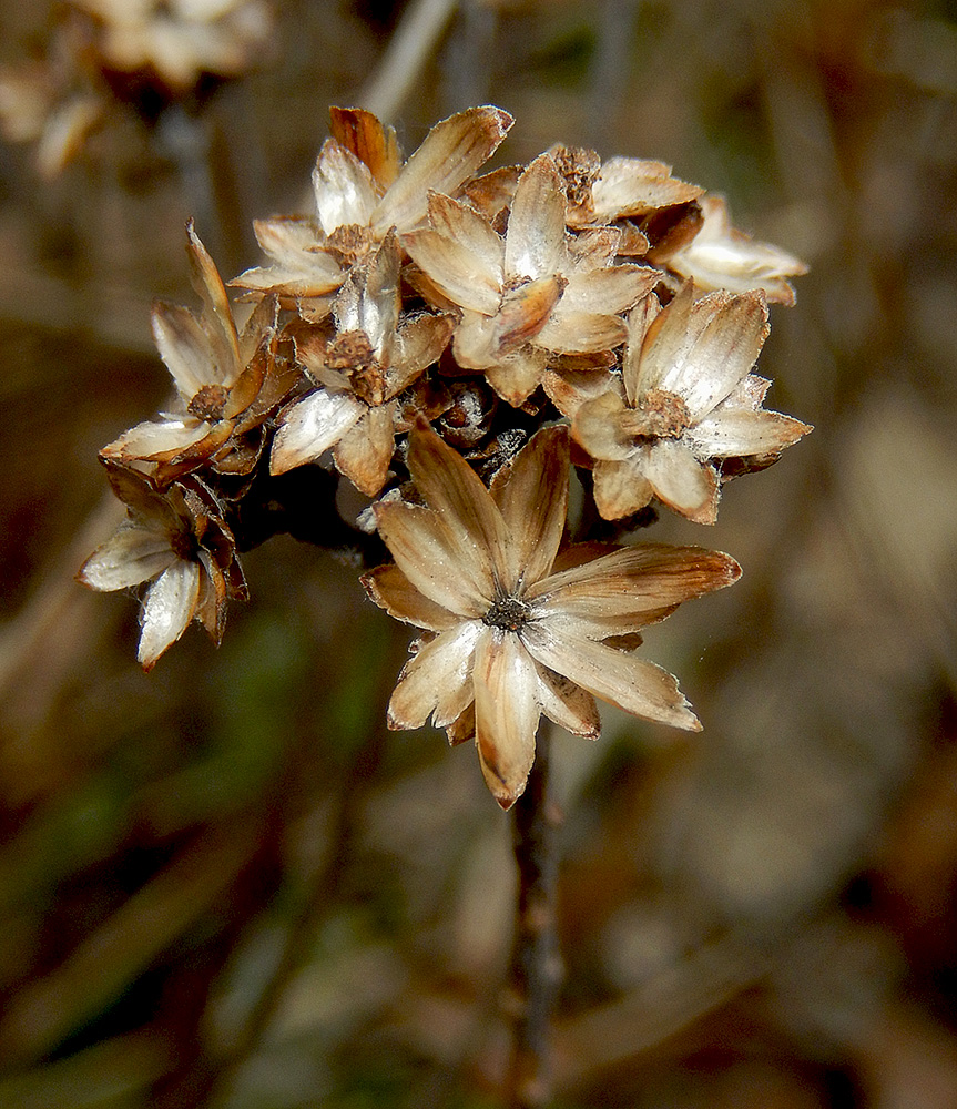 Image of Galatella villosa specimen.