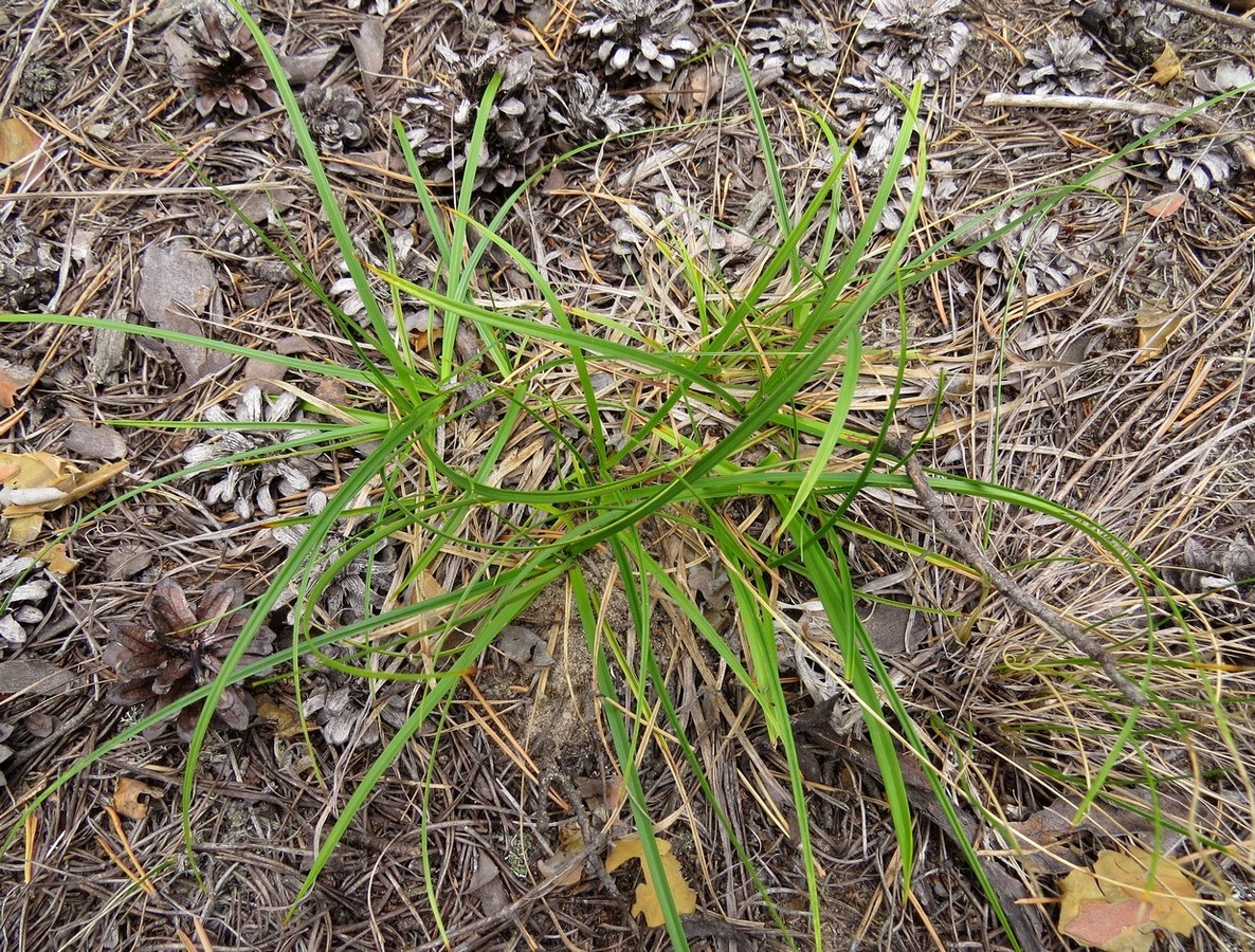 Image of Carex ericetorum specimen.