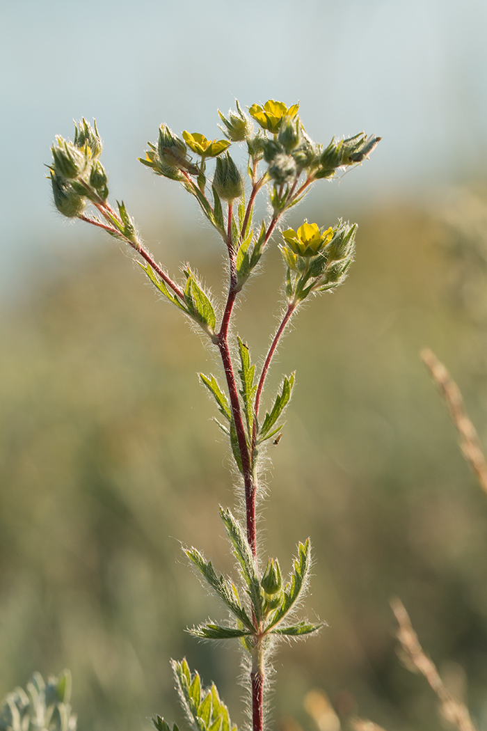 Image of genus Potentilla specimen.