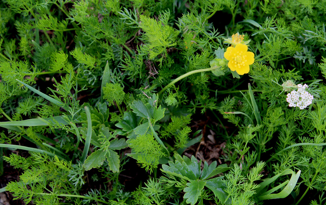 Image of Potentilla crantzii specimen.