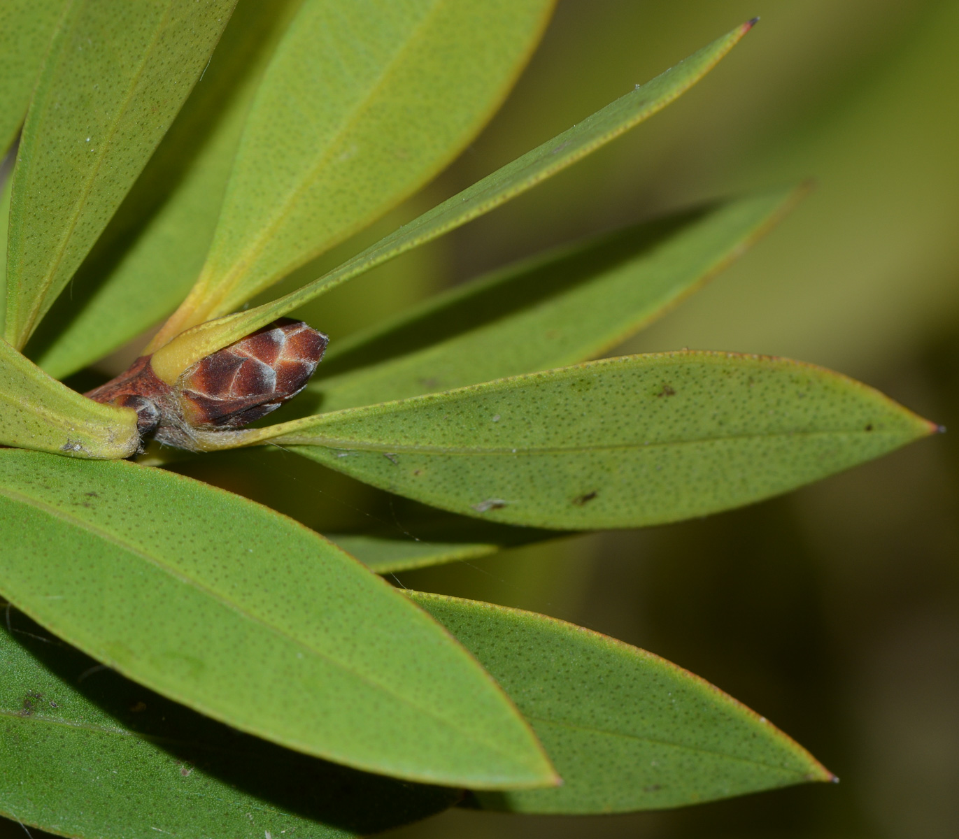 Image of Callistemon citrinus specimen.