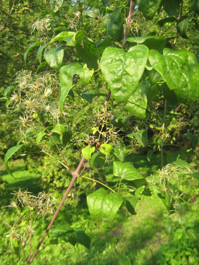 Image of Clematis vitalba specimen.