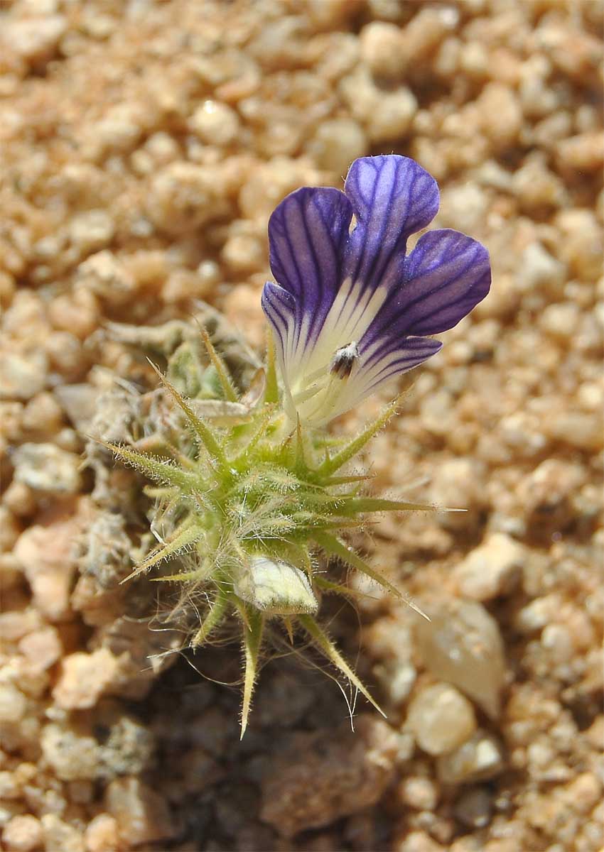 Изображение особи Acanthopsis disperma.