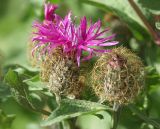 Centaurea pseudophrygia. Соцветия (корзинки). Хорошо видны крупные коричневые сильно рассеченные придатки листочков обёртки. Белгородская обл., середина июля.