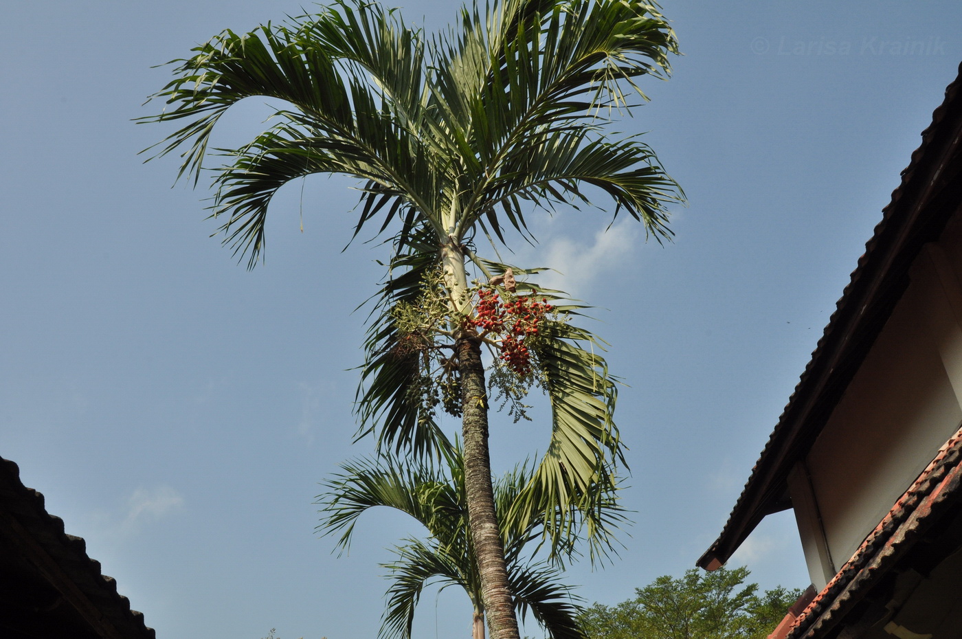 Image of Areca catechu specimen.