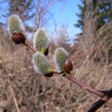 Salix caprea. Побег с соцветиями. Свердловская обл., окр. г. Североуральск, обочина дороги в сосново-еловом лесу. 25.04.2010.