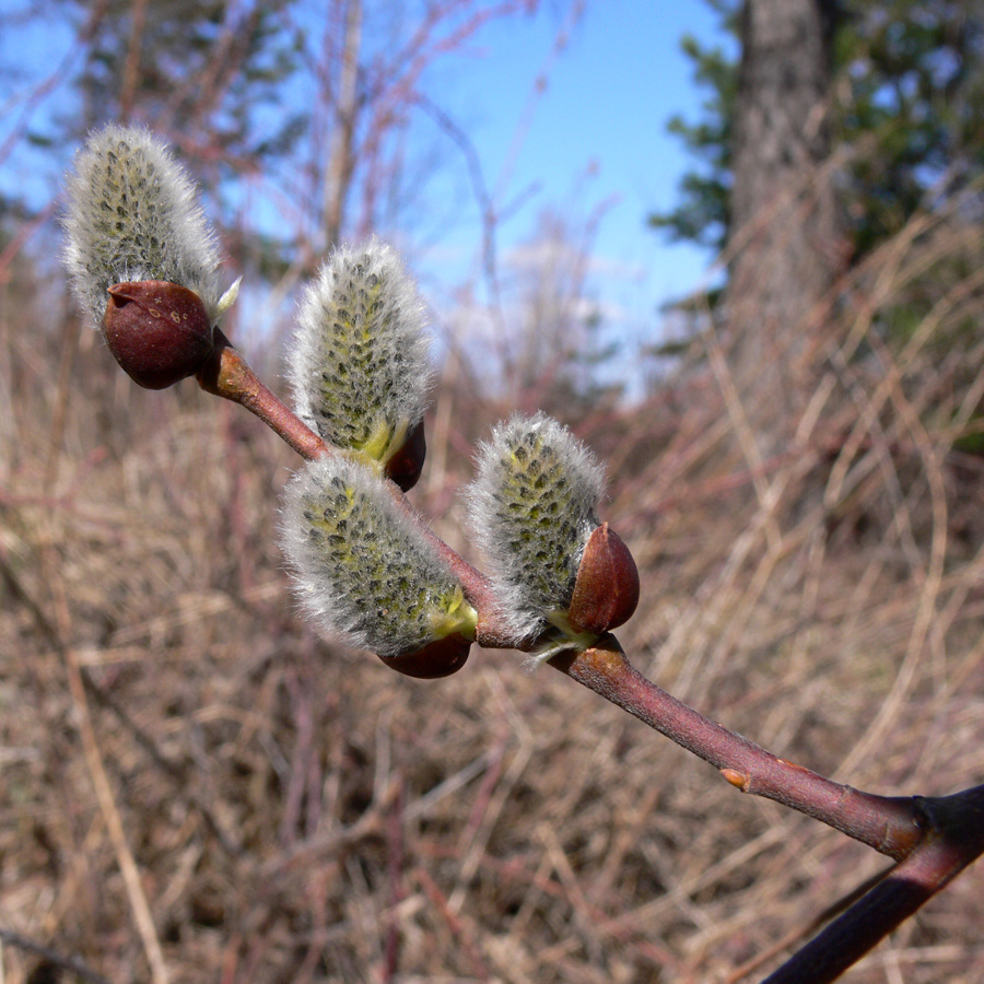 Image of Salix caprea specimen.