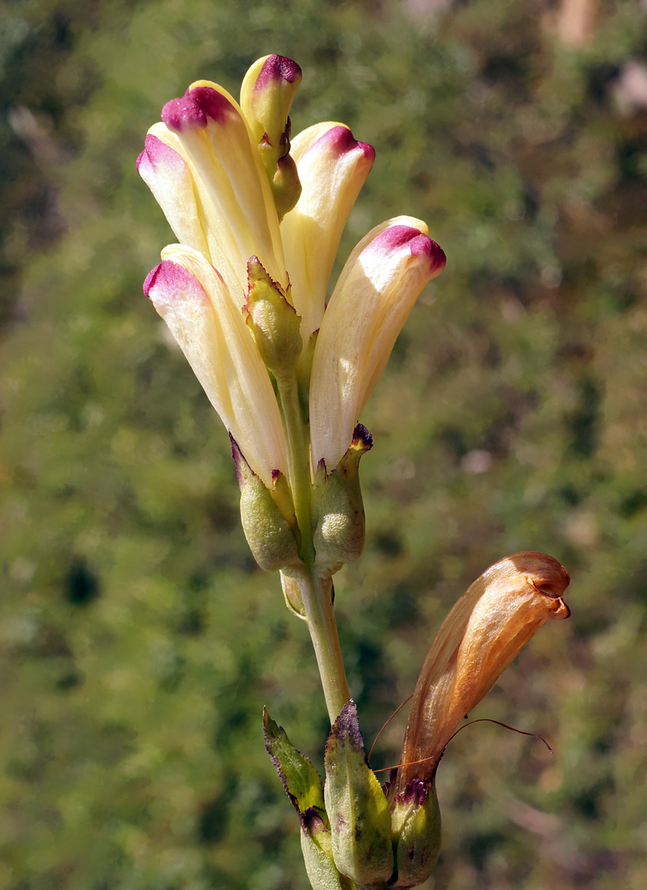 Изображение особи Pedicularis sceptrum-carolinum.