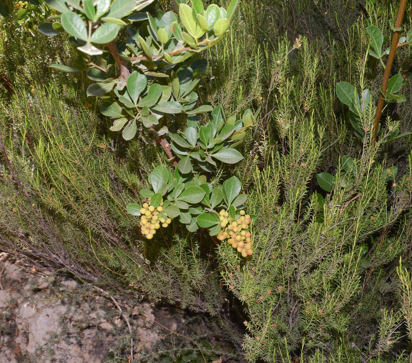 Изображение особи Searsia glauca.