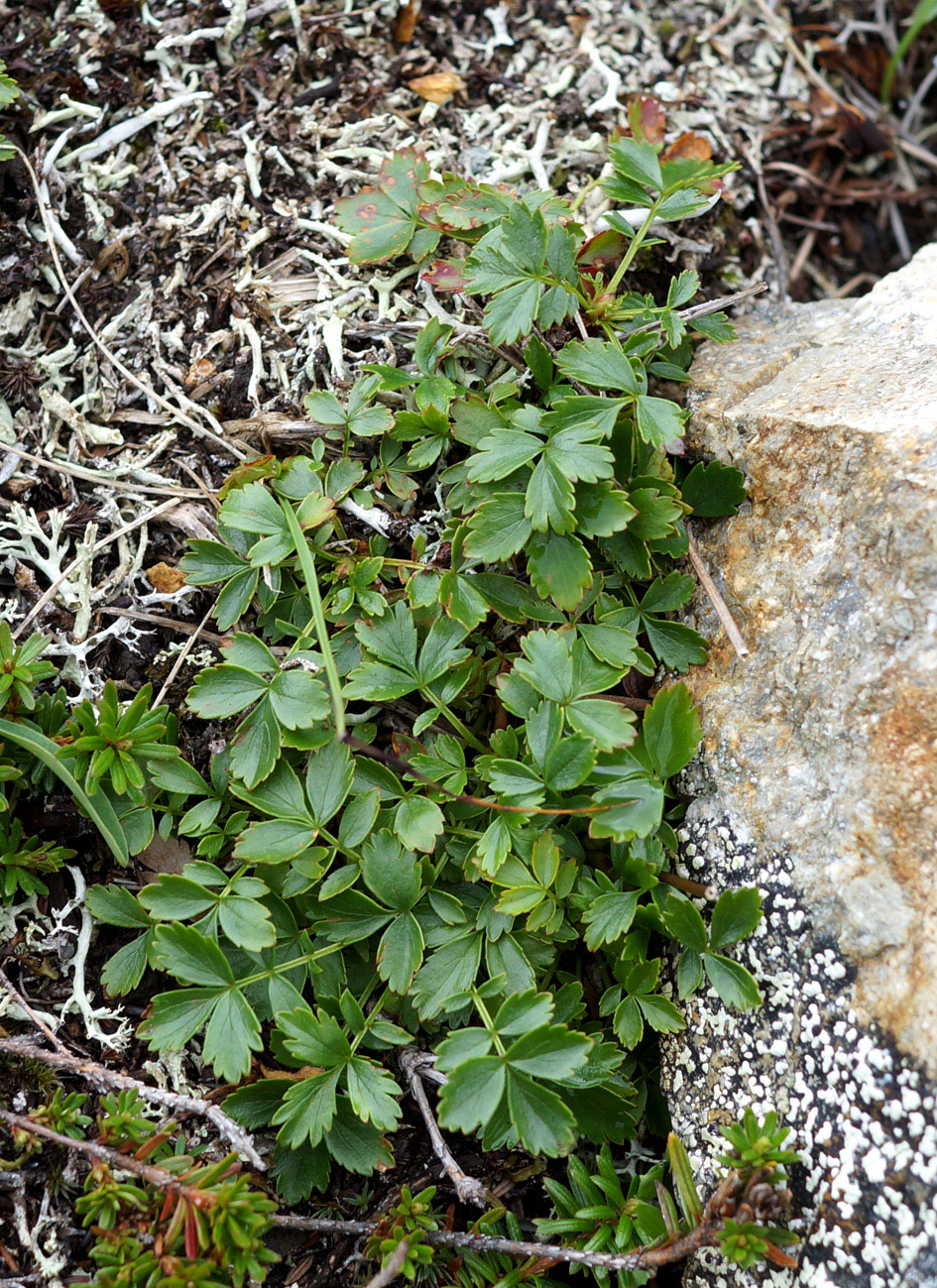 Image of Sieversia pentapetala specimen.