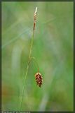 Carex limosa. Соцветие. Республика Татарстан, Волжско-Камский заповедник, 05.07.2008.