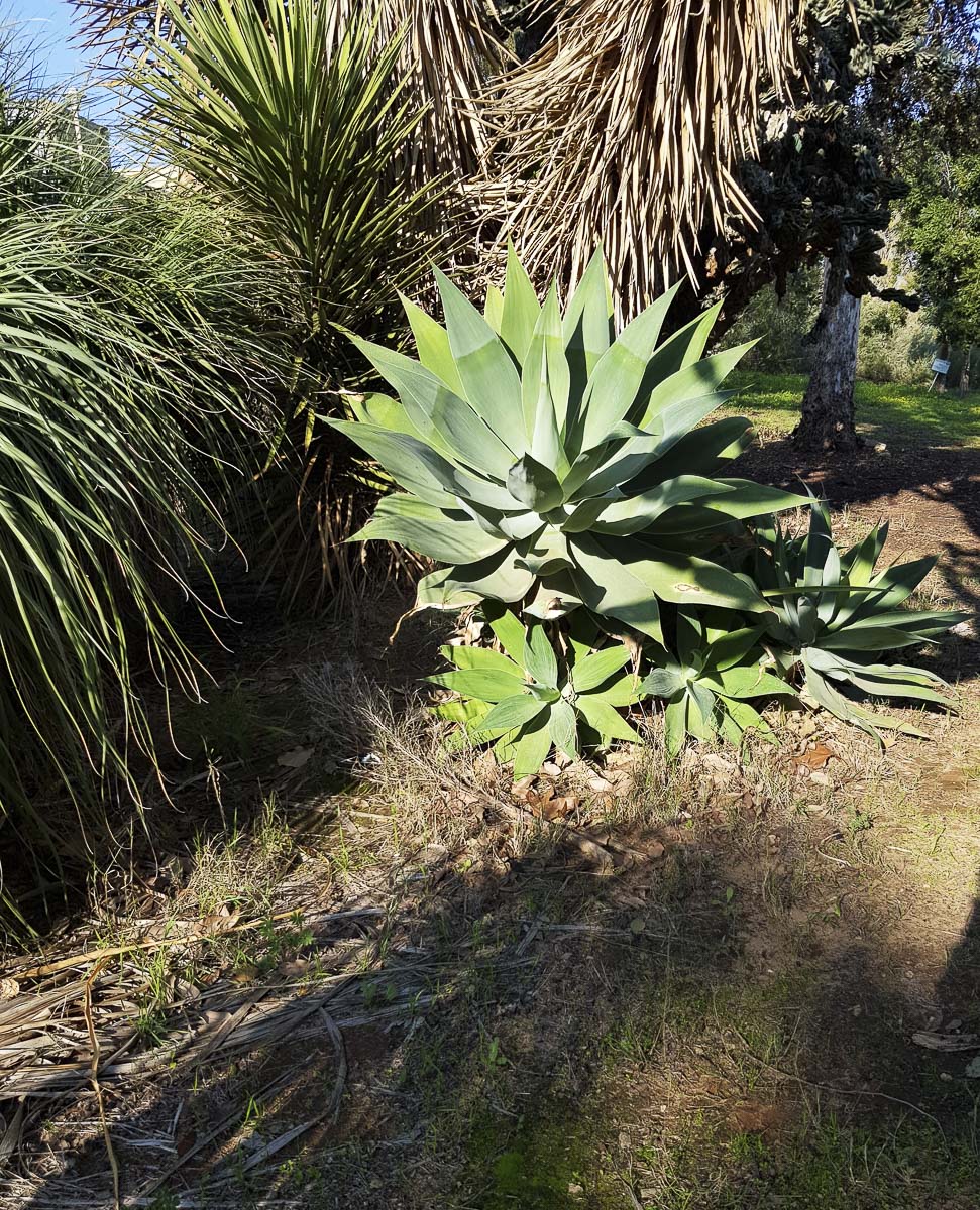 Изображение особи Agave attenuata.