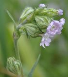 Image of taxon representative. Author is Роланд Цандекидис