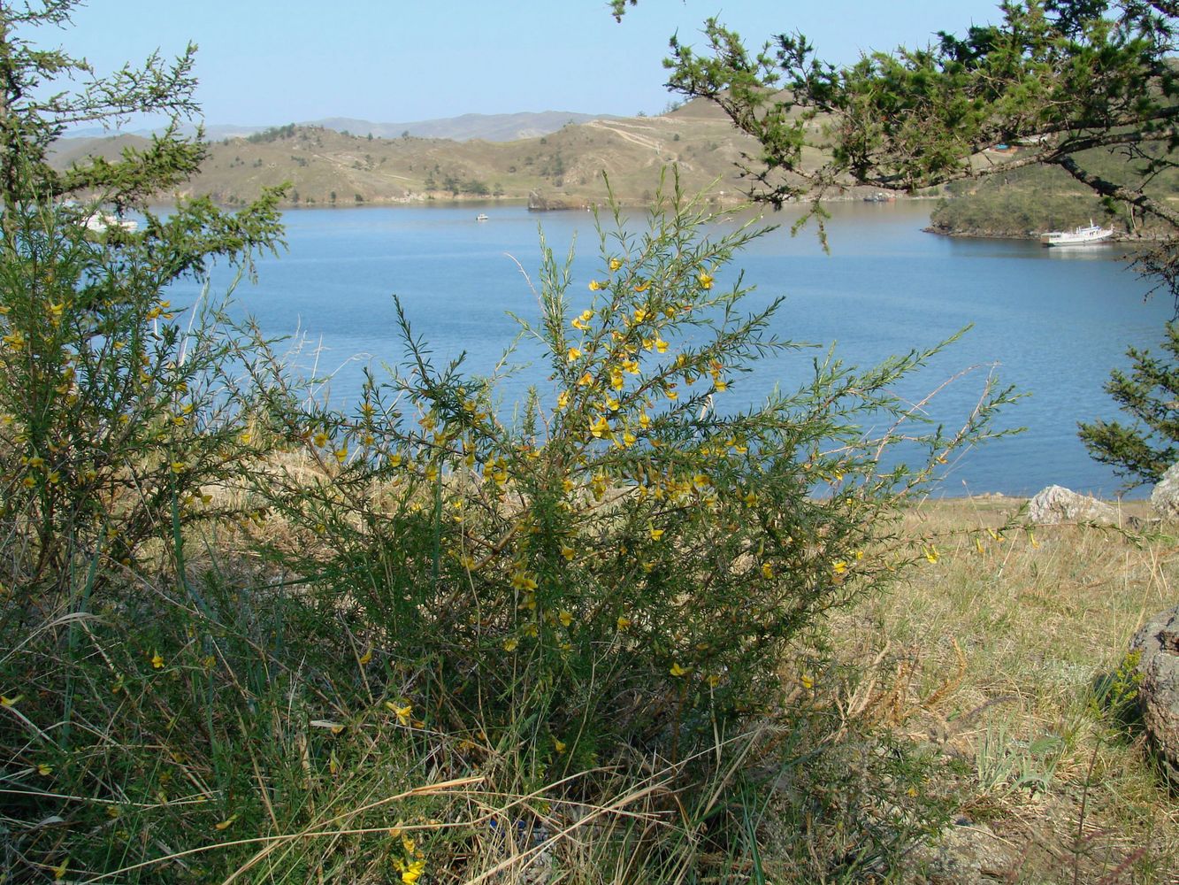 Image of Caragana pygmaea specimen.