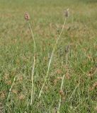 Alopecurus brachystachyus