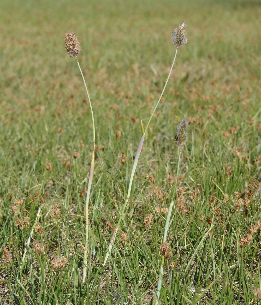 Image of Alopecurus brachystachyus specimen.