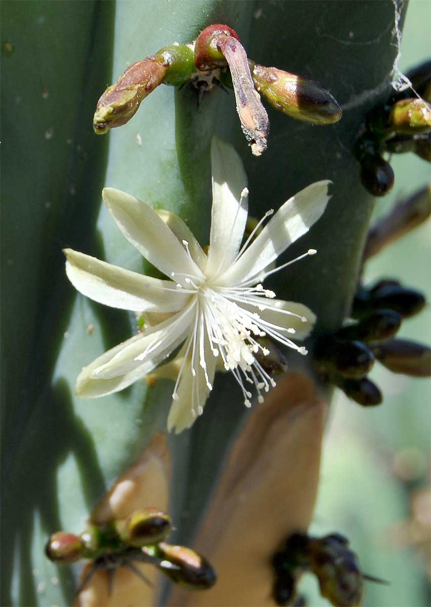 Изображение особи Myrtillocactus geometrizans.