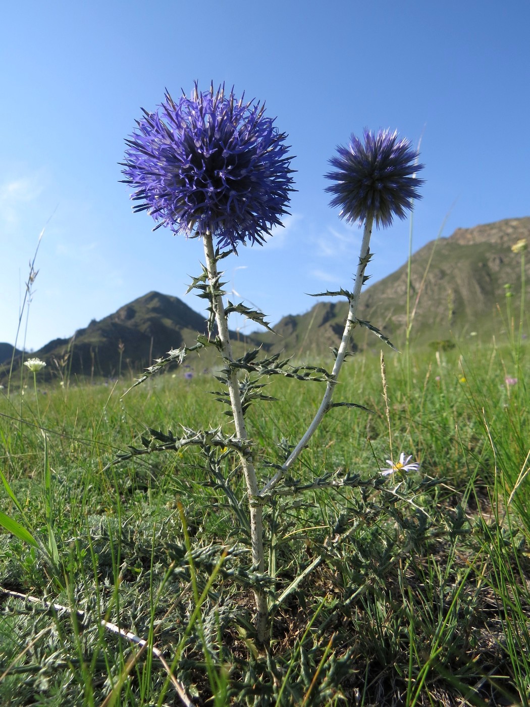 Изображение особи Echinops ruthenicus.