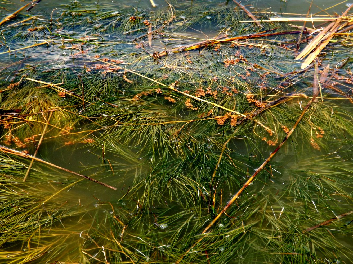 Image of Potamogeton macrocarpus specimen.