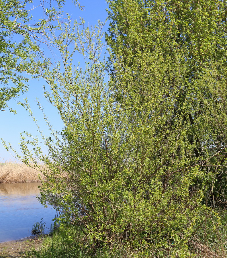 Image of genus Salix specimen.