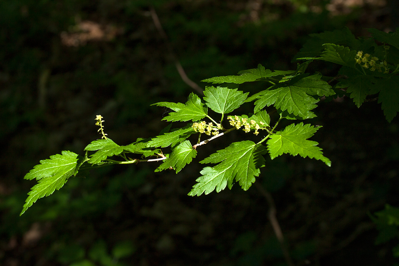 Изображение особи Ribes alpinum.