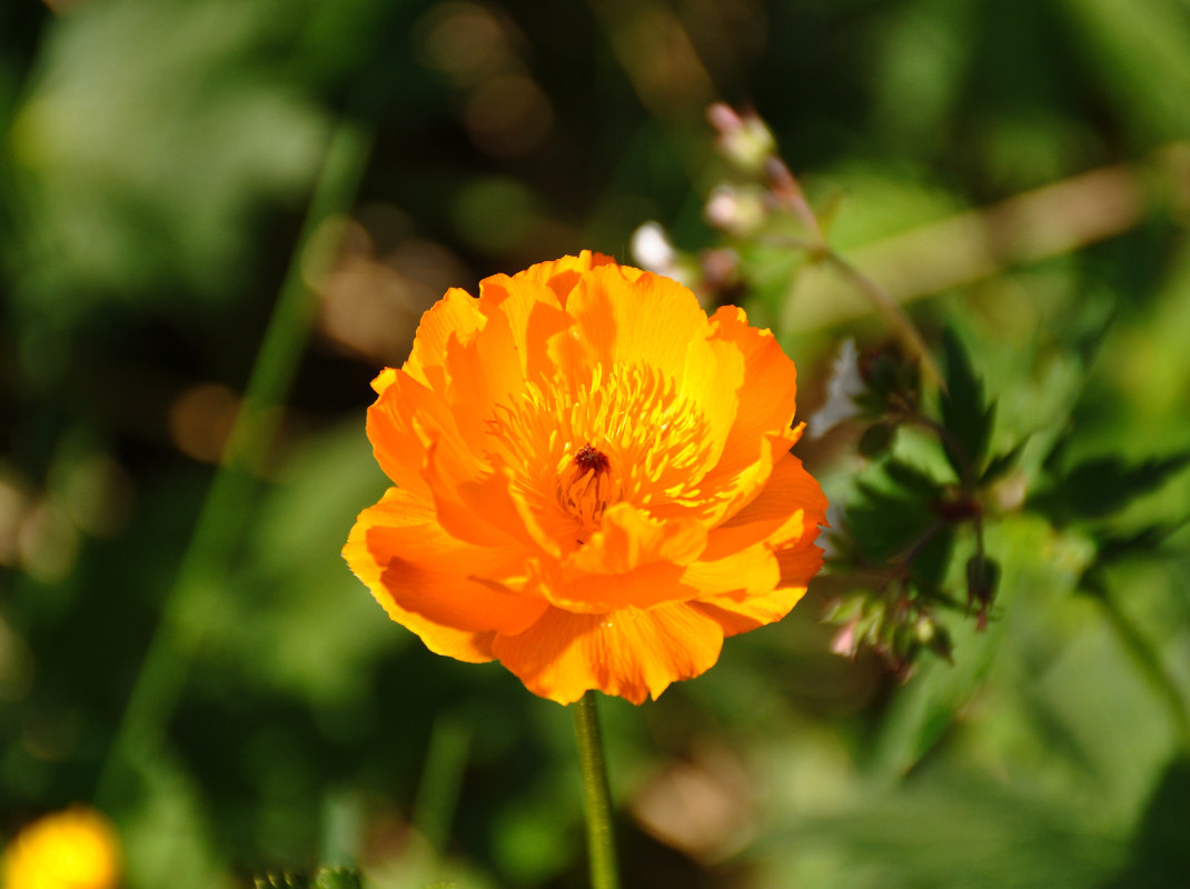 Image of Trollius altaicus specimen.