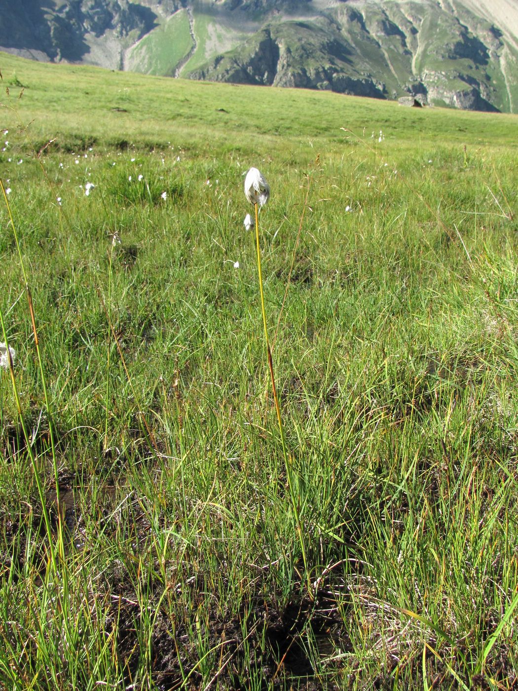 Image of Eriophorum vaginatum specimen.