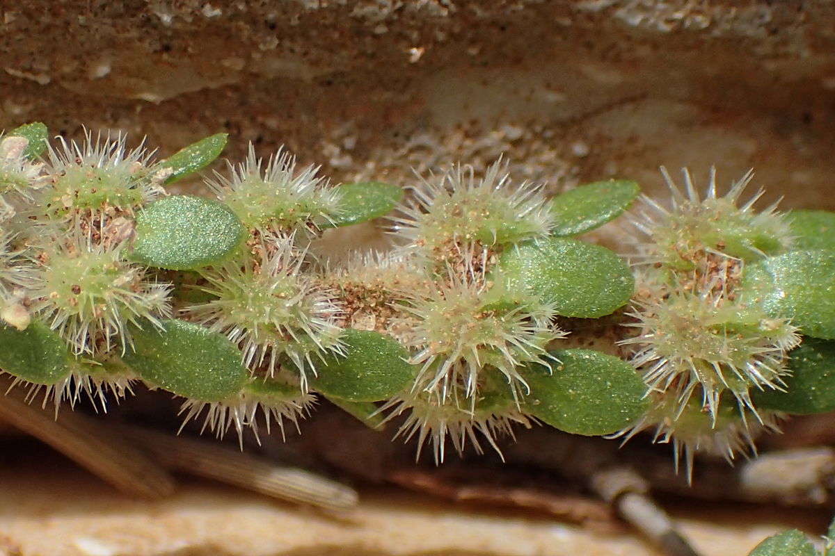 Image of Valantia hispida specimen.