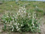 Смотреть изображение Phlomoides eriocalyx
