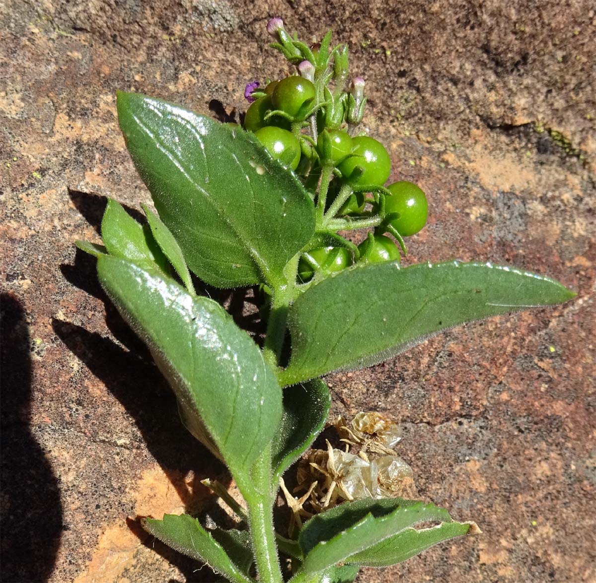 Изображение особи Teedia lucida.