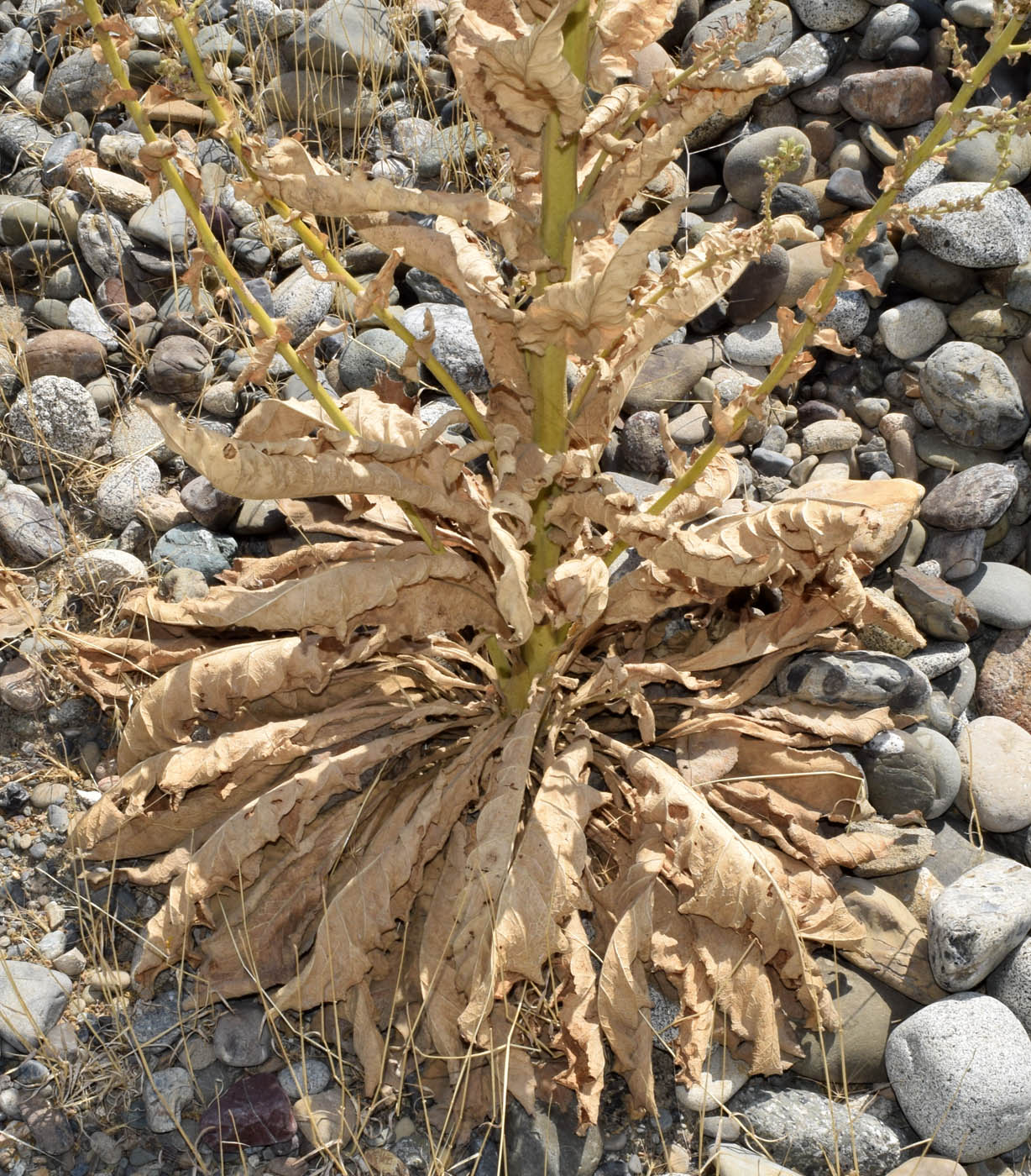 Image of Verbascum turkestanicum specimen.