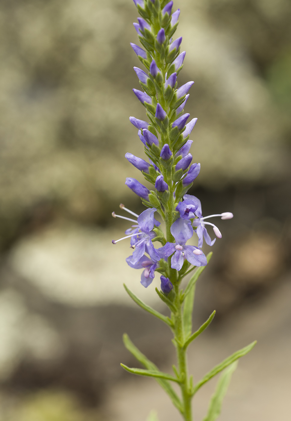 Image of Veronica &times; sessiliflora specimen.