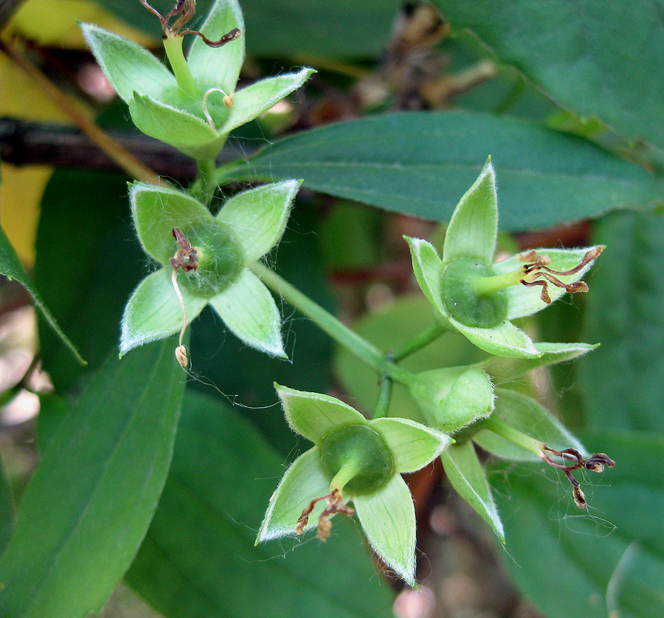 Image of Philadelphus coronarius specimen.